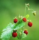 BZ WILD STRAWBERRIES 62G