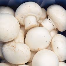 BZ MOSHROOMS 61G