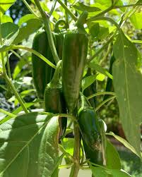 .BEVELIONI JALAPENO PEPPER
