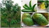 TS SOURSOP 20'S